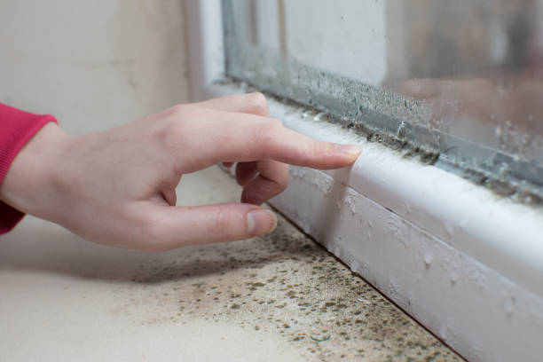 Best Mold-Related Health Consultation  in Portsmouth, OH